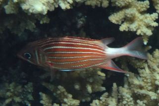 Sargocentron diadema - Diadem-Soldatenfisch (Diadem-Husar)